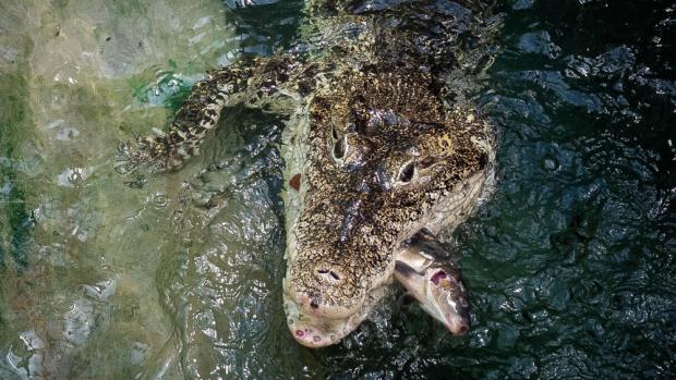 Krokodýl kubánský, foto: Miroslav Bobek, Zoo Praha