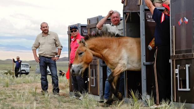 Vypouštění koní v rezervaci Khomiin Tal proběhlo pod dohledem ředitele Zoo Praha Miroslava Bobka. Foto: Jana Ptačinská Jirátová