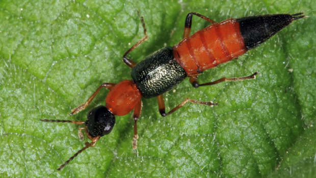 Na izolaci a charakterizaci pederinu prý bylo v 80. letech minulého století třeba nasbírat 25 milionů drabčíků Paederus fuscipes. Dnes je již možné tento jed syntetizovat v laboratoři. Foto Dragiša Savić