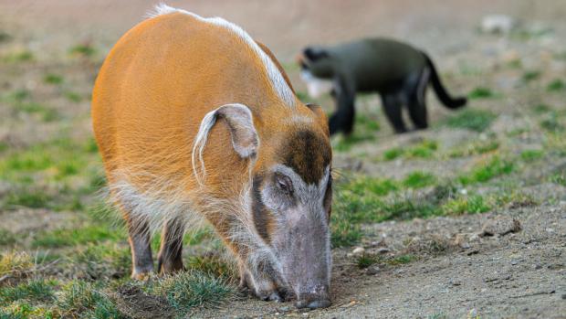 The red river hogs have settled in wonderfully with the De Brazza’s monkeys in their shared exhibit. Photo: Petr Hamerník, Prague Zoo