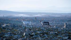Sami spolu, Laponsko: Foto: Vojtěch Schmidt