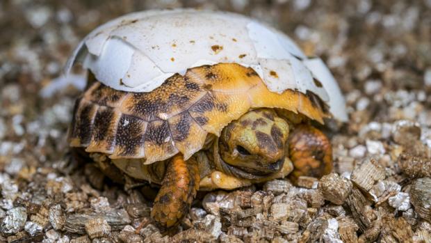 Želva Forstenova, foto: Petr Hamerník, Zoo Praha