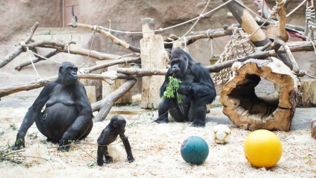 Foto: Tomáš Adamec, Zoo Praha