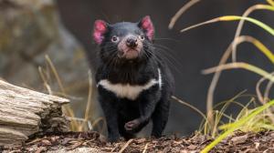 Samice ďábla medvedovitého Nutmeg v pražském Darwinově kráteru. Foto: Petr Hamerník, Zoo Praha