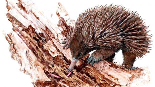 Echidna (c) Pavel Procházka
