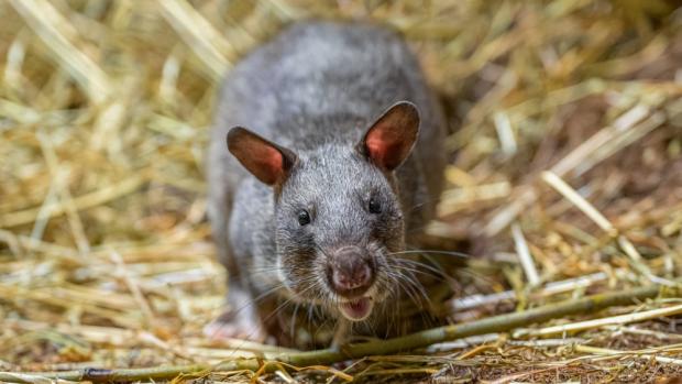 Gambian pouched rats share a mixed-species exhibit with fruit bats. Photo: Petr Hamerník, Prague Zoo