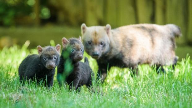 Foto: Petr Hamerník, Zoo Praha