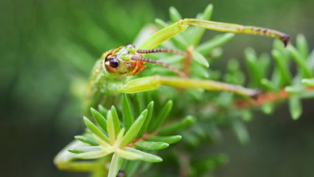 Lord Howe Island stick insect on the endemic Lord Howe Island tea tree (Melaleuca howeana). Photo: Rohan Cleave, Zoos Victoria