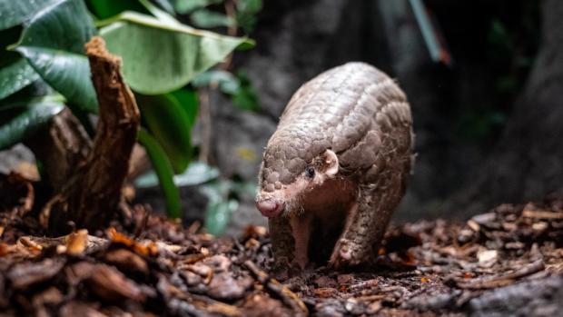 Foto: Oliver Le Que, Zoo Praha