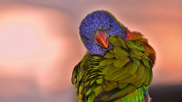 Foto: Jana Myslivečková, Zoo Praha 