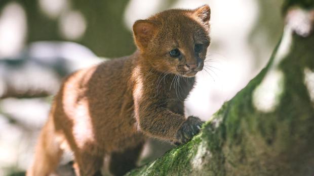 Koťata narozená v prvním červencovém týdnu jsou teprve sedmým a osmým přírůstkem v historii Zoo Praha. Jejich pohlaví zatím není známé. Foto Petr Hamerník, Zoo Praha