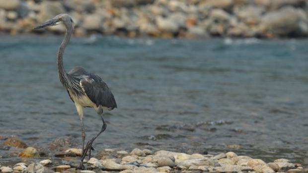 Foto: Archiv Zoo Praha