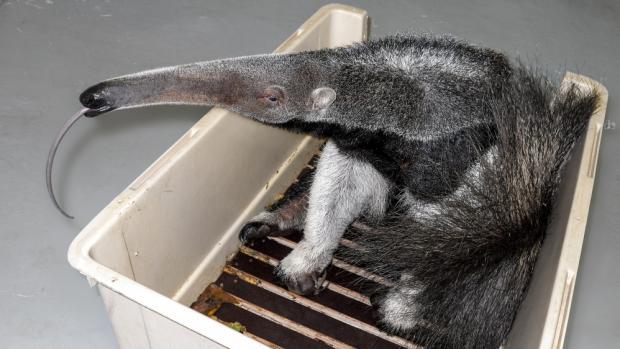 Sameček mravenečníka velkého, který přicestoval do Zoo Praha, se jmenuje Hannibal. Ještě není dospělý, ale časem bude měřit možná až ke dvěma metrům, i s jazykem ke dvěma a půl metru. Vidět jej můžete od neděle 27. července, a to vedle Rezervace Bororo, v místech, kde býval výběh hrochů.Foto: Miroslav Bobek, Zoo Praha