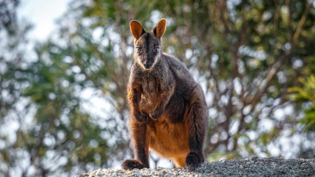 The southern brush-tailed rock-wallaby in Mt Rothwell. Photo: Miroslav Bobek, Prague Zoo