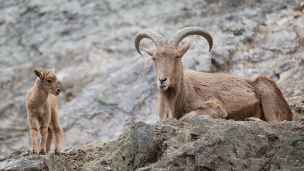 Mountain Ungulates, photo: Tomáš Adamec, Prague Zoo
