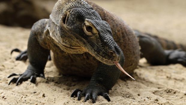 Varan komodský. Foto: Tomáš Adamec, Zoo Praha