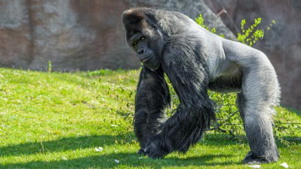 Foto: Petr Hamerník, Zoo Praha