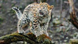 Северный лес