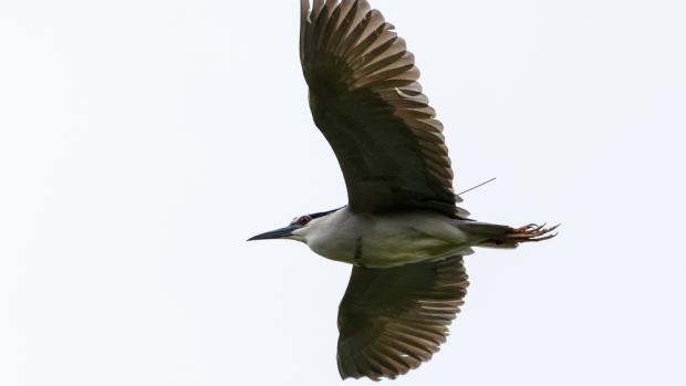 Foto: Petr Hamerník, Zoo Praha