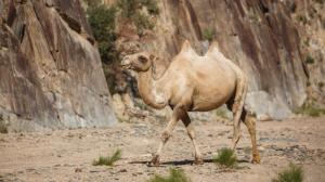 To the untrained eye, the wild camel may appear indistinguishable from the domestic Bactrian camel. With a bit of experience, however, it can easily be told apart— for instance, by its smaller, more pointed humps. Photo: Miroslav Bobek, Prague Zoo 