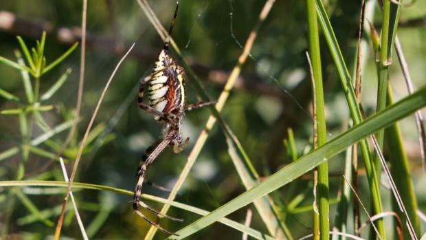 First record of wasp spider (Argiope bruennichi) in Mongolia: 7 August 2025 in the Valley of Monasteries, 119° 9' 54.69" E, 47° 12' 9.25" N. Photo: Miroslav Bobek, Zoo Praha