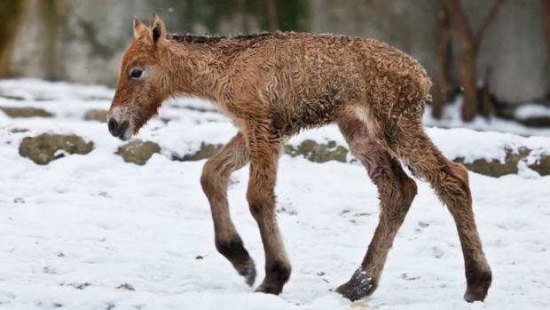 Hříbě krátce po narození ještě není oschlé. Foto Miroslav Bobek, Zoo Praha
