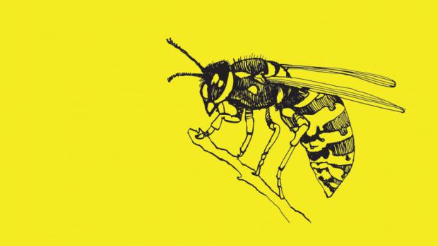 Barvy u rostlin a živočichů - pacovní list