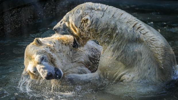 Photo: Petr Hamerník, Prague Zoo