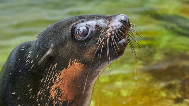 Nový lachtaní samec Oslo. Foto Petr Hamerník, Zoo Praha