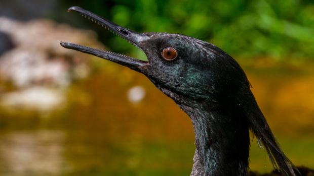 Morčák paranský, foto: Zooparque Itatiba