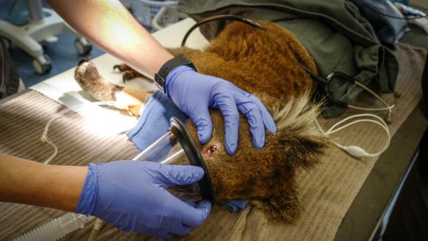 Koala have become a symbol of the Australian bushfires for the world. This koala was treated at Melbourne Zoo for burns to both its paws and eyes. Photo: Miroslav Bobek, Prague Zoo