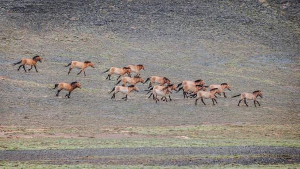 Koně Převalského v  Karamaily v Džungarské pánvi.  Foto Miroslav Bobek, Zoo Praha