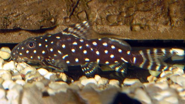 Angel squeaker. Photo: Wikimedia Commons