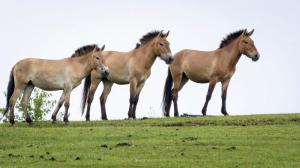 V chovné a aklimatizační stanici v Dolním Dobřejově jsou již připravené čtyři vybrané klisny a dvě náhradnice. Na snímku je (zleva) náhradnice Spes a dvě předem vybrané kandidátky - Spina a Tania.