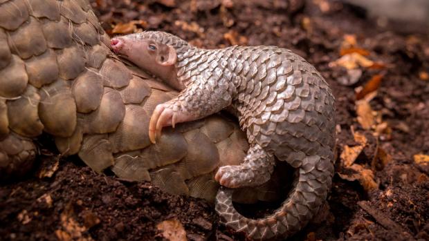 Šiška - malá samička luskouna krátkoocasého. Foto: Miroslav Bobek, Zoo Praha
