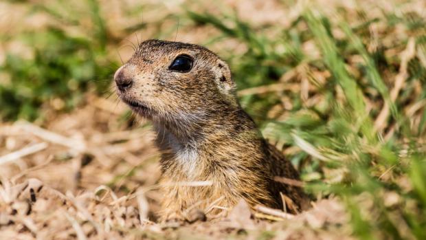 Sysel obecný. Foto: Pavel Brandl, Zoo Praha