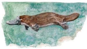 Photo (c) Pavel Procházka)