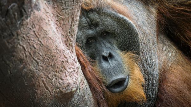 Foto: Petr Hamerník, Zoo Praha