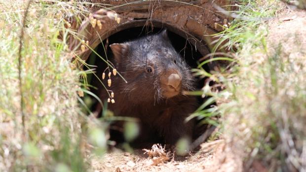 A rescued wombat peers out from an artificial burrow built by Wombat Rescue. This individual is just steps away from returning to the wild. Photo: Wombat Rescue