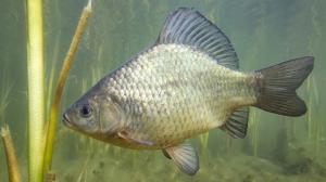 The rounded dorsal fin is a good identifying feature of the crucian carp. Unlike the common carp, crucian carp lack barbels. Photo: Rostislav Štefánek