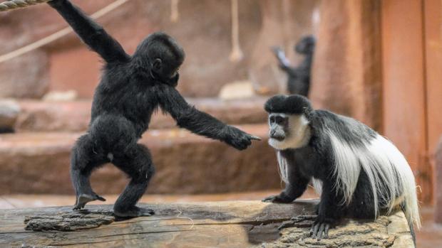 Soužití goril a gueréz probíhá díky dostatku prostoru a povaze obou druhů naprosto bezproblémově. Pro guerézy a mladší členy gorilí skupiny je navíc vzájemné pošťuchování výtečným enrichmentem. Foto: Petr Hamerník, Zoo Praha