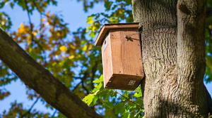 Ptáci, kteří hnízdí v dutinách, mohou v zoo využít některou ze stovky budek rozvěšených mezi stromy. Foto: Petr Hamerník, Zoo Praha