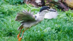 Kvakoš noční s vysílačkou, foto: Miroslav Bobek, Zoo Praha