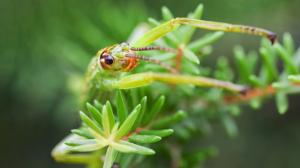 Lord Howe Island stick insect on the endemic Lord Howe Island tea tree (Melaleuca howeana). Photo: Rohan Cleave, Zoos Victoria