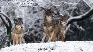 Vlci eurasijští, foto: Petr Hamerník, Zoo Praha