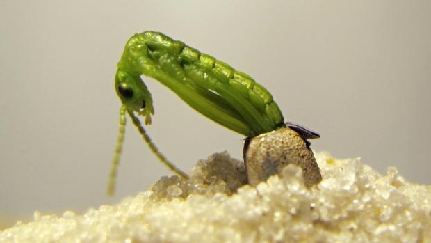 Líhnutí nymfy strašilky humří z vajíčka. Foto: Rohan Cleave, Zoos Victoria
