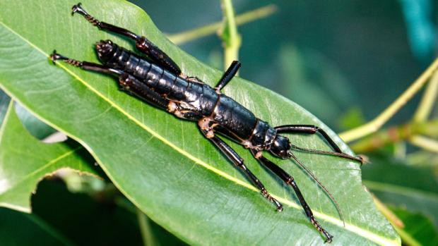Lord Howe Island stick insect. Photo: Miroslav Bobek, Prague Zoo