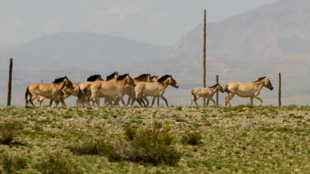 Stádo koní Převalského vyráží do volné přírody v přísně střežené oblasti Gobii B. Foto: Khalil Baalbaki, Zoo Praha