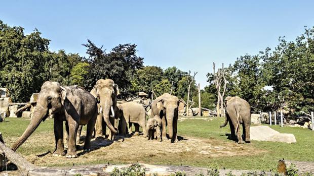 Долина слонов