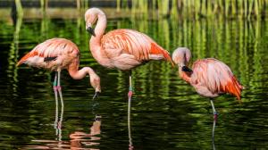 Photo: Petr Hamerník, Prague Zoo